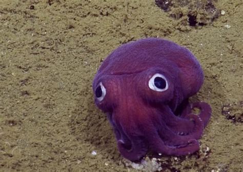 Nautilus Researchers Stumble Across The Most Adorable Squid
