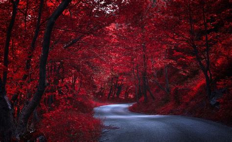 Routes Automne Rouge Arbres Nature Autumn Nature Autumn Landscape