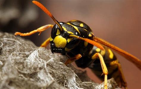Blog Guide To Stinging Insects In Ohio