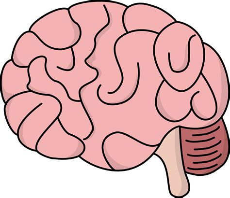 Human Brain Clipart At Getdrawings Free Download