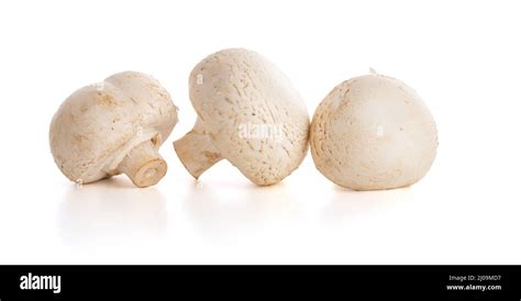 White Button Mushroom Agaricus Bisporus On White Background Stock
