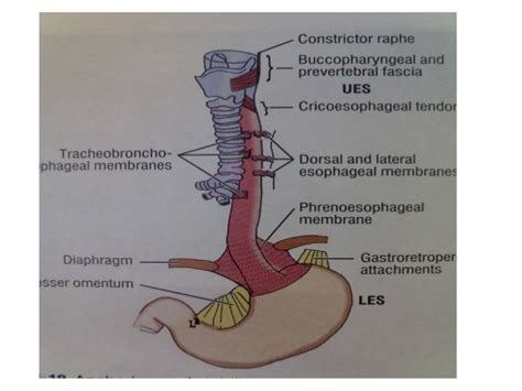 Anatomy Of Esophagus By Dr Ravindra Daggupati