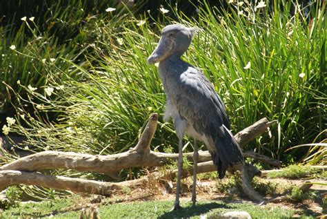 Shoebill Balaeniceps Rex San Diego Zoos Wildlife Safari Flickr