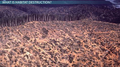 The habitat definition can further be described as the place organisms usually live, eat and breed in. What is Habitat Destruction? - Effects, Definition & Causes - Video & Lesson Transcript | Study.com