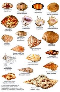 Shell Identification Chart 1997 Nature Shells Beachcombing