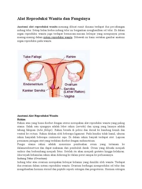 Gambar Organ Reproduksi Wanita Dan Fungsinya Terbaru
