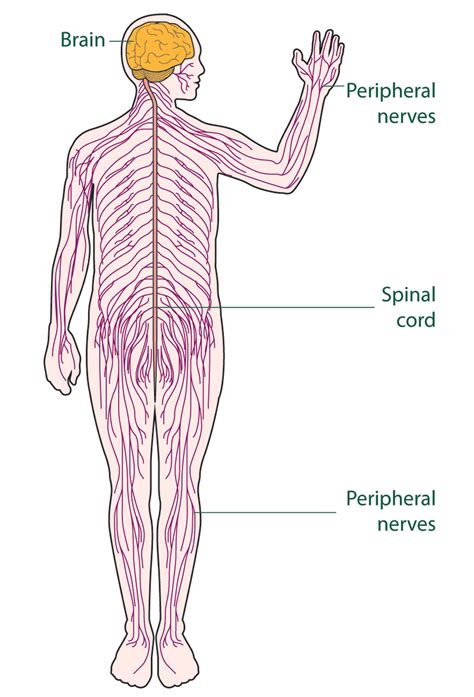 Nervous System Diagram Unlabeled File Nervous System Diagram Riset
