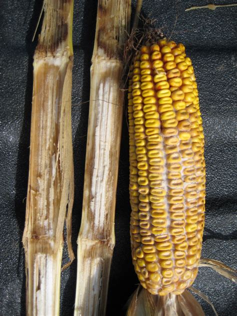 Managing Diplodia Stalk And Ear Rots Crop Science Us