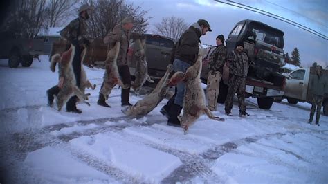 Furor Erupts In Oregon Senate Over Ban On Coyote Killing Contests Kval