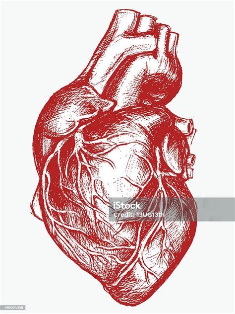 Coração Humano Desenhar Linha De Trabalho Download Vetor E Ilustração