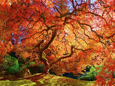 Japanese Maple Tree With Autumn Leaves Photograph By Craig