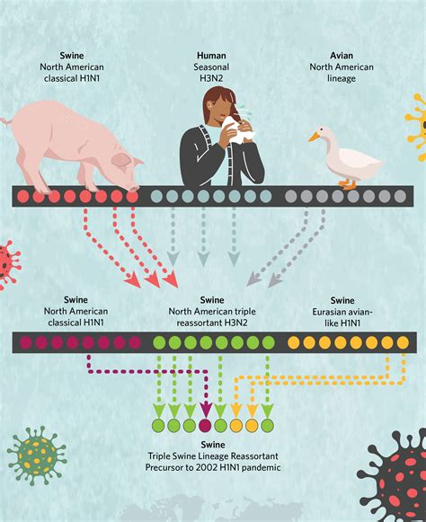 Infographic How H1n1 Came To Spark A Pandemic In 2009 Ts Digest The Scientist