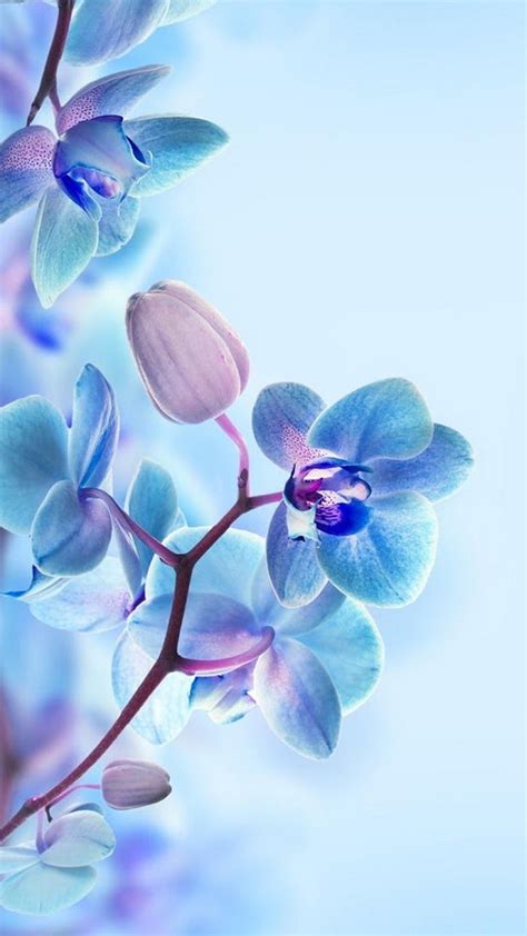 3d Flower Hd Wallpapers For Mobile Best Hd Wallpapers Blue Flower