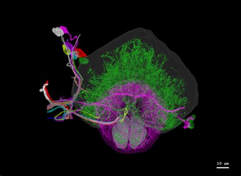 Mapping The Brain At High Resolution Mit News Massachusetts