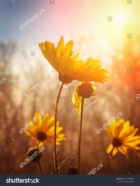 Flowers Sunrise Stock Photo 116298694 Shutterstock