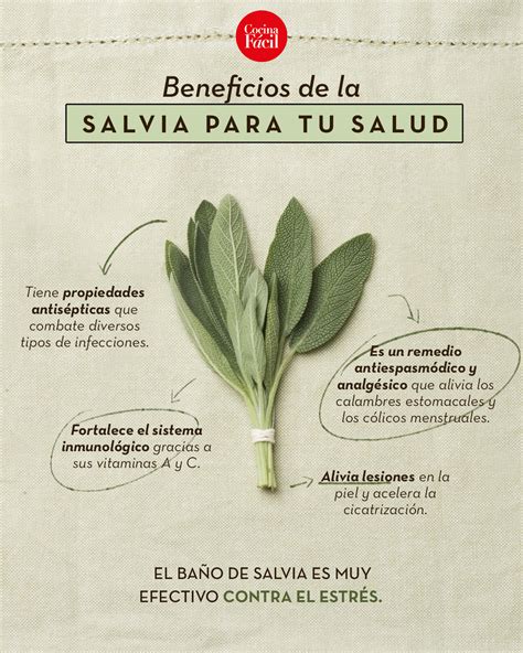 Salvia Propiedades Y Beneficios Para La Salud De La Salvia My XXX Hot Girl