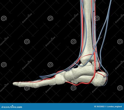 Foot Bones Arteries And Veins Stock Photography Image 3633002