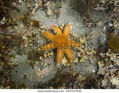 Seven Armed Starfish Luidia Ciliaris Taken Stock Photo 1907153944