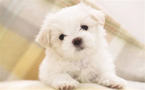 Puppy Wallpapers Hd Wallpaper Cave