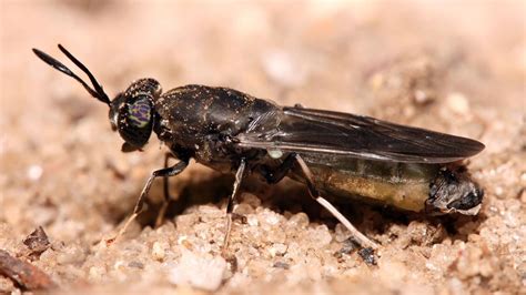 Fearsome Black Soldier Fly Is Beneficial