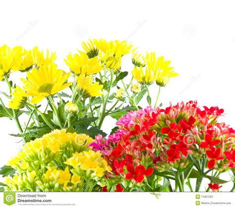 Macro Spring Beautiful Flowers Stock Image Image Of