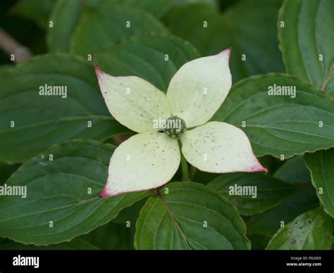 Showing Foliage And Flowers Stock Photos & Showing Foliage 
