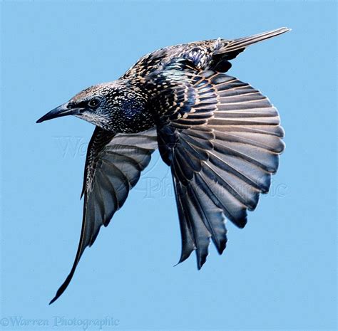 Starling In Flight Photo Birds Flying Photography Flying Photography