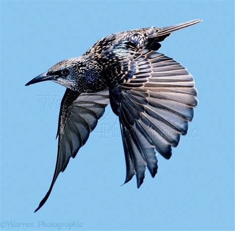 Starling In Flight Photo Birds Flying Photography Birds Flying Starling