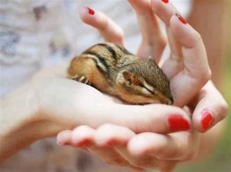 A Little Sleeping Chipmunk😊 Baby Chipmunk Cute Animals Cute Animal