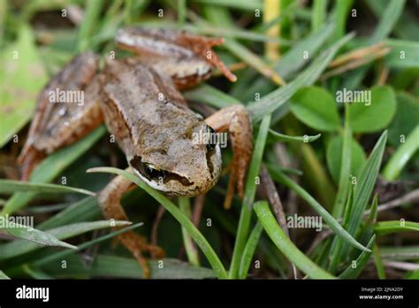 Frog In The Grass Kilkenny Ireland Stock Photo Alamy