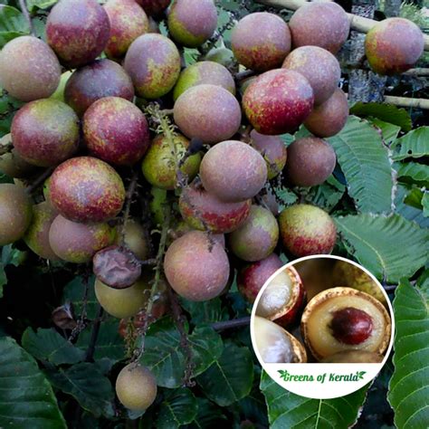 Buy Matoa Pometia Pinnata Fruit Plant Online Greens Of Kerala