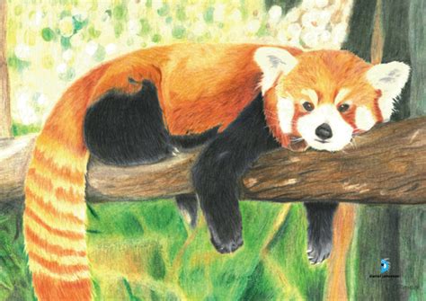 We did not find results for: Colour pencil drawing : Red Panda - Virily