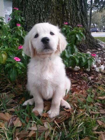 Why buy a golden retriever puppy for sale if you can adopt and save a life? cute golden retriever puppies for Sale in Tampa, Florida ...