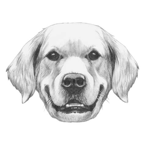 Drawing Of The Golden Retriever Illustrations Royalty Free Vector