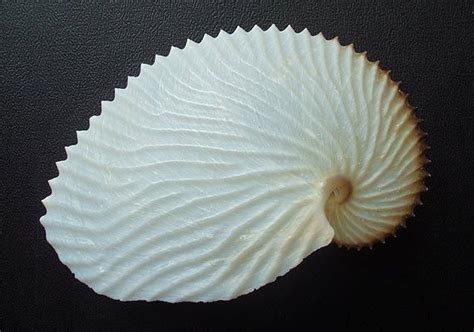 Paper Nautilus Seashell Argonauta Argo By Seashellsupply On Etsy 49