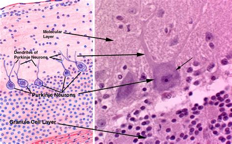 Histology Of Cerebrum And Cerebellum Types Of Neurons Histology Slides