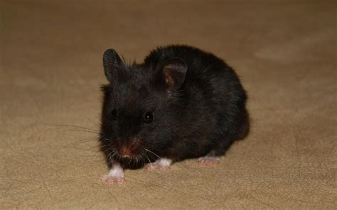 Wallpaper Black Hamster Baby Hd Widescreen High Definition