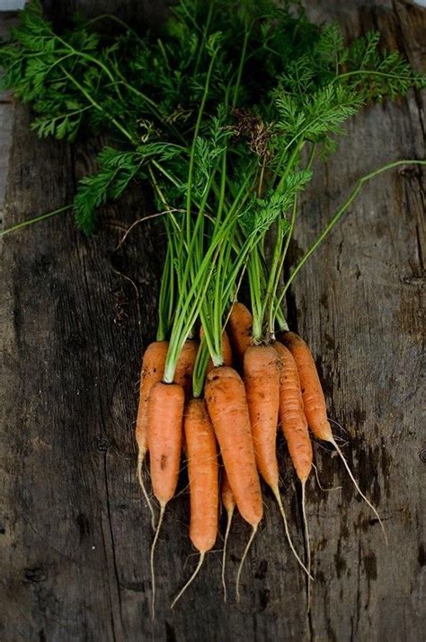Nantes Carrot Heirloom 72 Days Carrots Carrot Varieties How To