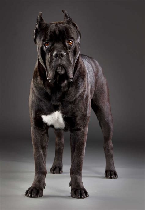 53 Breed Of Dog Cane Corso Photo Bleumoonproductions