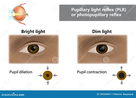Pupillary Light Reflex Plr Or Photopupillary Reflex How Do Pupils
