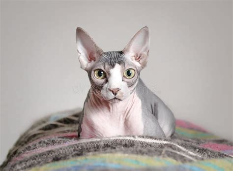 Sphynx Cat On Blanket While Looking At The Camera Stock Photo Image