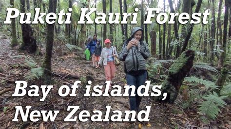Easy Walk Puketi Nature Trial Bay Of Islands New Zealand Youtube