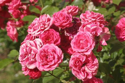 Róże Ogrodowe Odmiany Sadzenie Pielęgnacja I Cięcie Róż W Ogrodzie