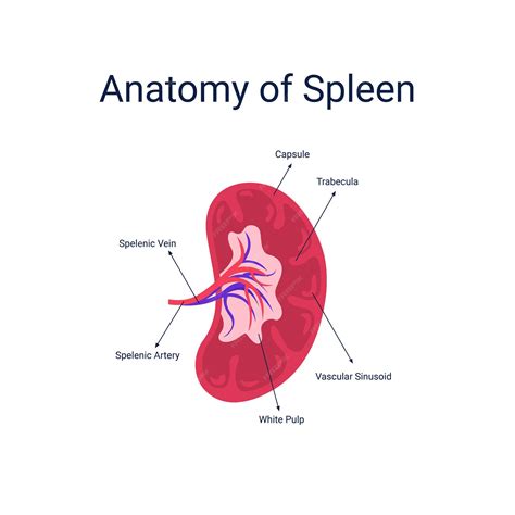 Premium Vector Human Spleen Anatomy Diagram Vector Illustration