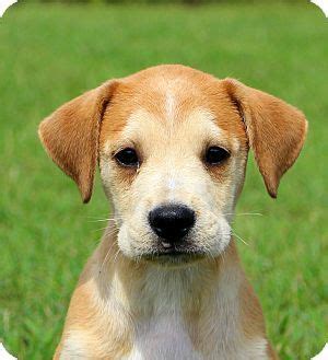 Great lakes boxer club member. Glastonbury, CT - Boxer/American Bulldog Mix. Meet Mack~ meet me!, a puppy for adoption. http ...