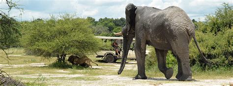 Botswana Safari Tours And Luxury Trips Botswana Safari Lodges