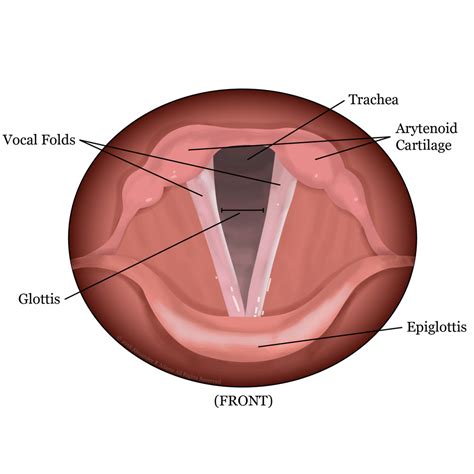 Anatomy Of The Vocal Cords And The Phonatory System Photos