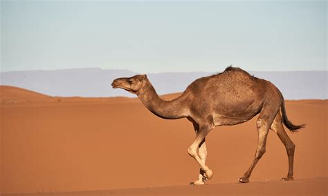 New Research Finds Method To Create Safe Camel Milk Products Food Tank