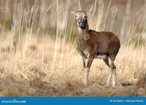 Mouflon Female Stock Image Image Of Majestic Animal 53136091