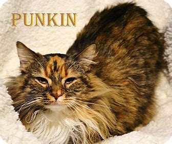 Click here to view available dogs and cats and submit an application. East Hartford, CT - Maine Coon. Meet punkin-pending ...